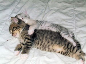 Cuddling-Kittens-013